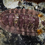 Chiton sp. 15